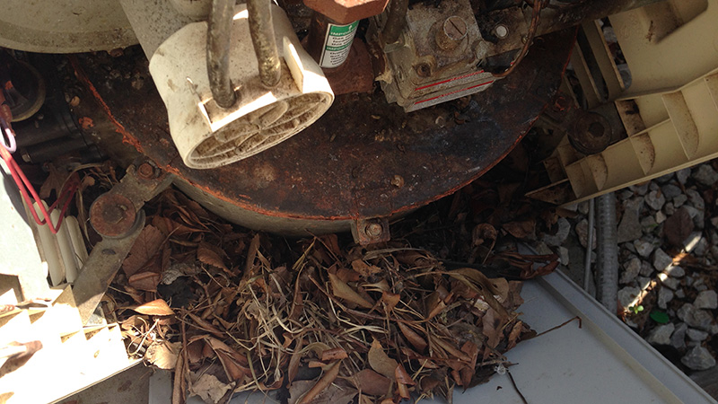 Rats nest inside pool heater panel