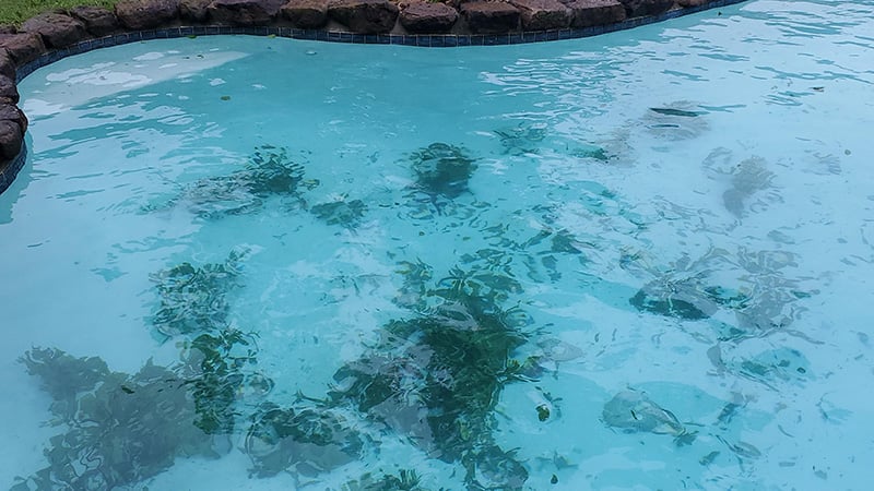 The Pool Boys Hurricane Recovery Efforts